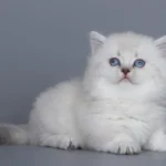 munchkin cat for sale uk