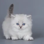 munchkin cat for sale uk
