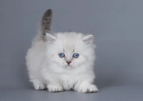 munchkin cat for sale uk
