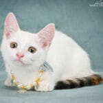 munchkin kittens for sale ohio