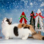 Munchkin Cats For Sale