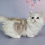 Short legged kittens for sale near me