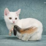 munchkin cat for sale near me