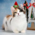 Munchkin Cats For Sale