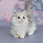 Munchkin Kittens For Sale