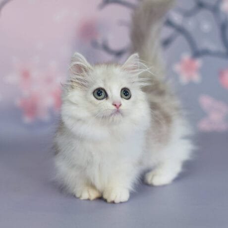 Munchkin Kittens For Sale