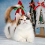 Munchkin Cats For Sale