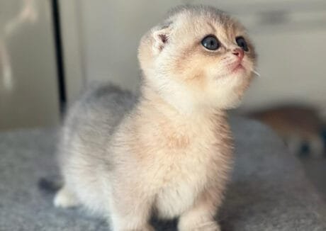 munchkin cat for sale near me, scottish fold munchkin cat