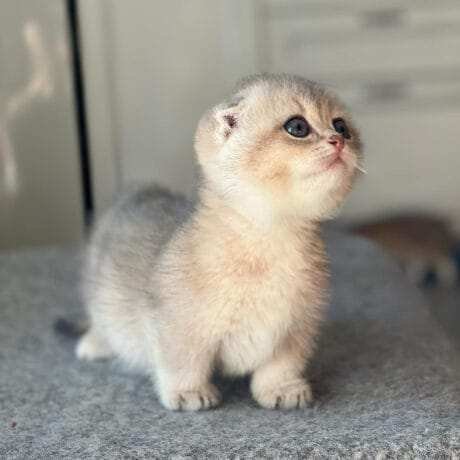 munchkin cat for sale near me, scottish fold munchkin cat