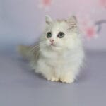 Short legged kittens for sale near me, contact us