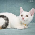 Munchkin cat rescue uk