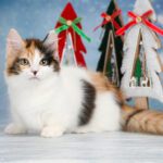 Munchkin Cats For Sale