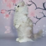 female munchkin cats for sale