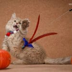 munchkin kittens for sale near me