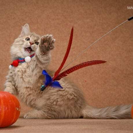 munchkin kittens for sale near me