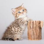 Cat Breeders UK