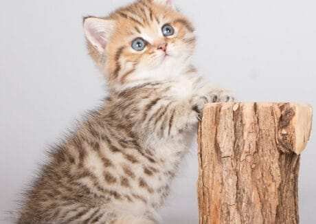 Cat Breeders UK