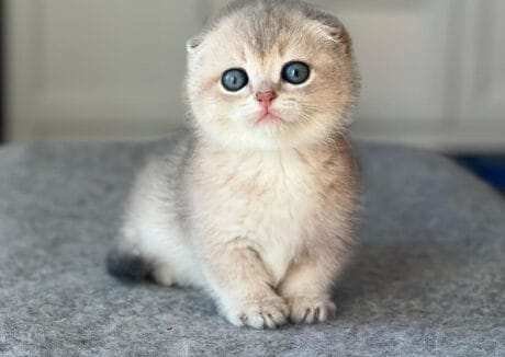 munchkin cat for sale near me