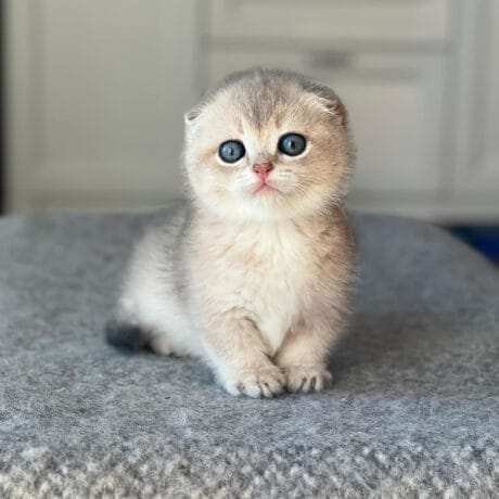 munchkin cat for sale near me