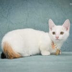 Munchkin cat rescue uk