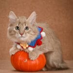 munchkin kittens for sale near me