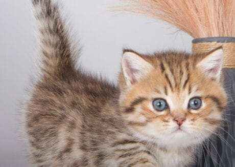 dwarf kittens for sale