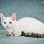 Munchkin cat rescue uk