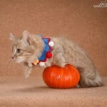 munchkin kittens for sale near me