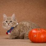 munchkin kittens for sale near me