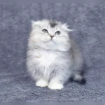 Munchkin cat for sale UK