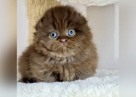 munchkin kitten for sale