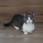 munchkin kittens near me