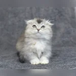 Munchkin cat for sale UK