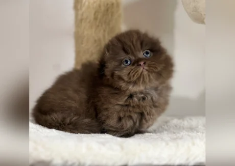 munchkin kitten for sale
