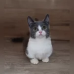 munchkin kittens near me