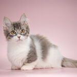 miniature kittens for sale near me