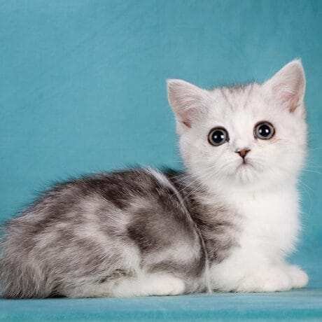 kittens for sale east london