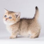 buy munchkin cat