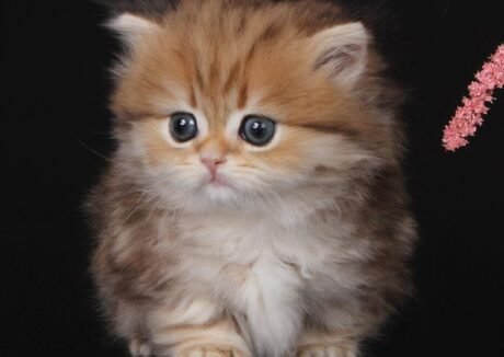 munchkin cats near me
