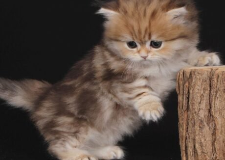munchkin cats near me