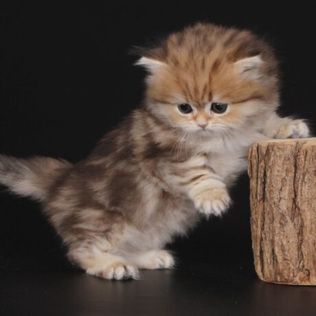 munchkin cats near me