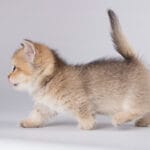 buy munchkin cat