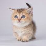 Munchkin Cat For Sale