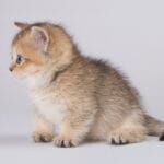 buy munchkin cat