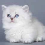munchkin cat for sale uk