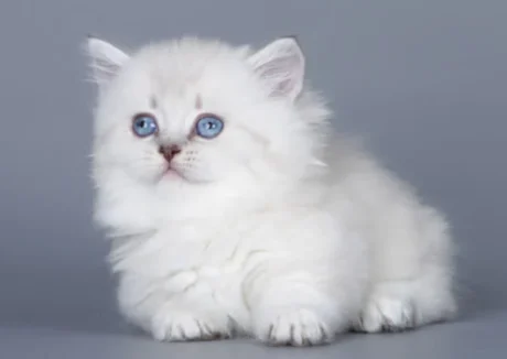 munchkin cat for sale uk