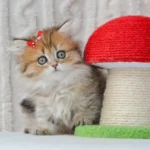 munchkin cat uk
