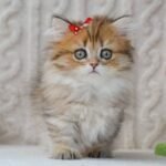 munchkin cat uk