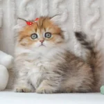 munchkin cat uk