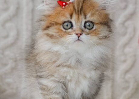 munchkin cat uk